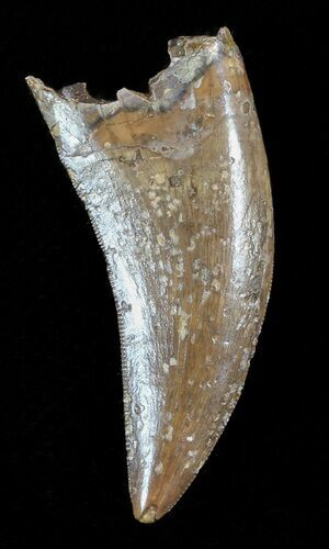 Tyrannosaur (Nanotyrannus) Tooth - Montana #49536